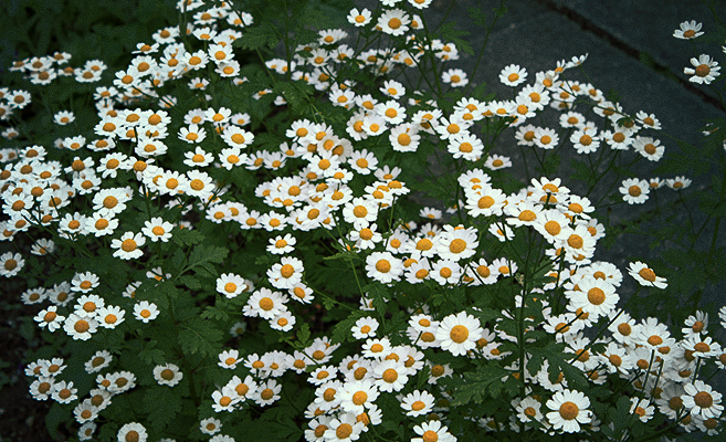 Tanacetum parthenium